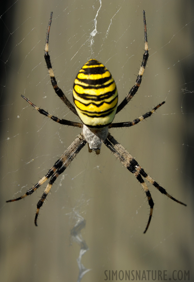 Argiope bruennichi [105 mm, 1/160 sec at f / 16, ISO 400]